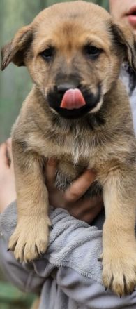 Malinoi Boxer Labradormix..