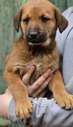 Malinoi Boxer Labradormix..