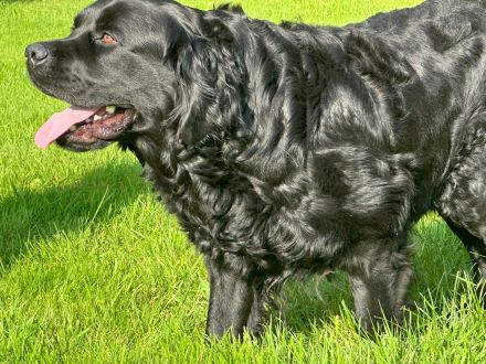 Traumhafter Labrador Deckrüde steht ab sofort zur Verfügung