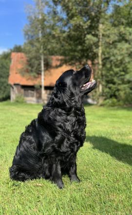 Traumhafter Labrador Deckrüde steht ab sofort zur Verfügung