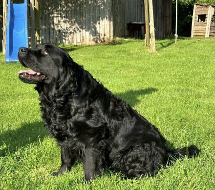 Traumhafter Labrador Deckrüde steht ab sofort zur Verfügung