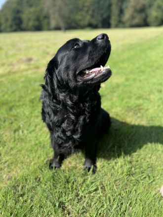 Traumhafter Labrador Deckrüde steht ab sofort zur Verfügung