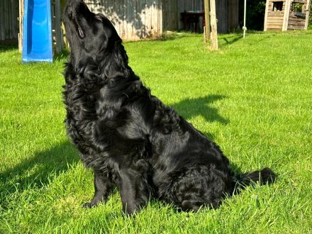 Traumhafter Labrador Deckrüde steht ab sofort zur Verfügung