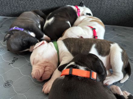 WELPE AMERICAN STAFFORDSHIRE TERRIER/PIT BULL