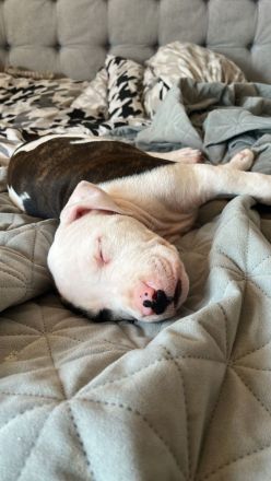 WELPE AMERICAN STAFFORDSHIRE TERRIER/PIT BULL