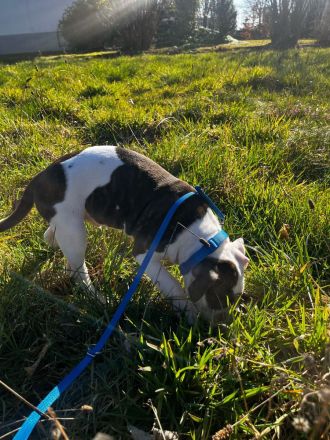 WELPE AMERICAN STAFFORDSHIRE TERRIER/PIT BULL