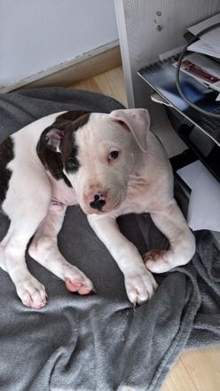 WELPE AMERICAN STAFFORDSHIRE TERRIER/PIT BULL