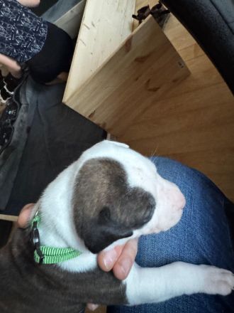 WELPE AMERICAN STAFFORDSHIRE TERRIER/PIT BULL