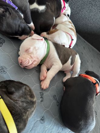 WELPE AMERICAN STAFFORDSHIRE TERRIER/PIT BULL