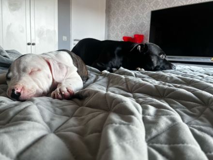 WELPE AMERICAN STAFFORDSHIRE TERRIER/PIT BULL