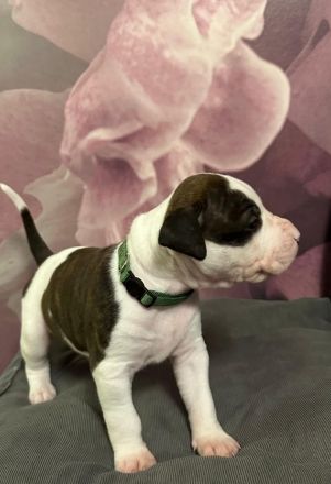 WELPE AMERICAN STAFFORDSHIRE TERRIER/PIT BULL