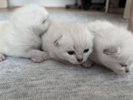 Britisch Kurzhaar kitten