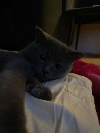 Britisch Kurzhaar kitten