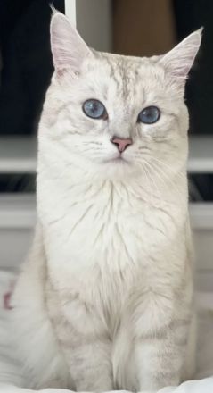 Britisch Kurzhaar kitten