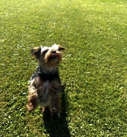 Yorkshire Terrier Deckrüde (kein Verkauf)