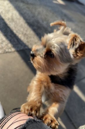 Yorkshire Terrier Deckrüde (kein Verkauf)