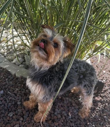 Yorkshire Terrier Deckrüde (kein Verkauf)