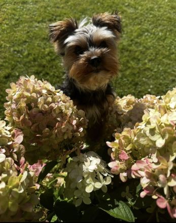 Yorkshire Terrier Deckrüde (kein Verkauf)