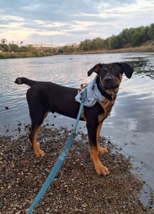 Nadir möchte zum treuen Begleiter heranwachsen