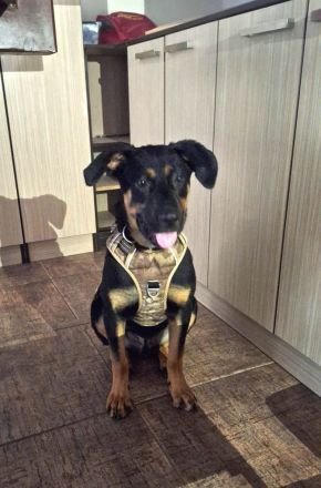 Nadir möchte zum treuen Begleiter heranwachsen