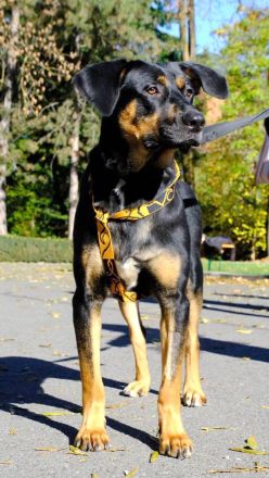 Nadir möchte zum treuen Begleiter heranwachsen