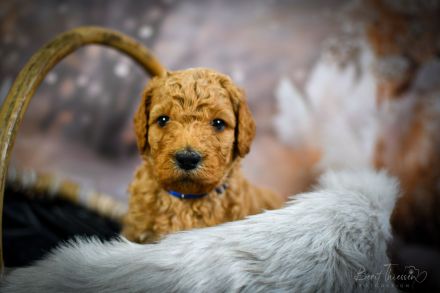 Grosspudel Welpen Königspudel Papiere