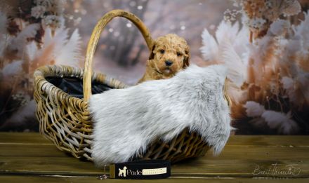 Grosspudel Welpen Königspudel Papiere