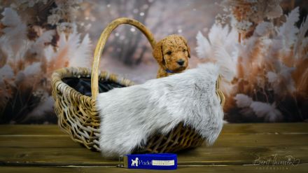 Grosspudel Welpen Königspudel Papiere