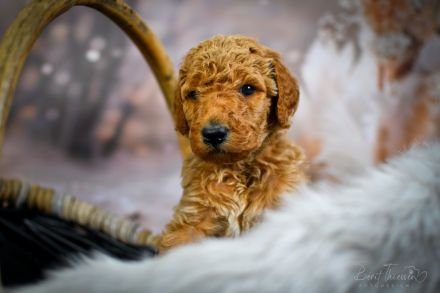 Grosspudel Welpen Königspudel Papiere