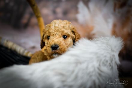Grosspudel Welpen Königspudel Papiere