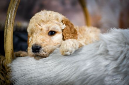 Grosspudel Welpen Königspudel Papiere