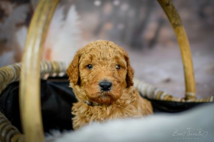 Grosspudel Welpen Königspudel Papiere