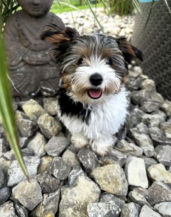 Yorkshire Terrier Deckrüde (kein Verkauf)