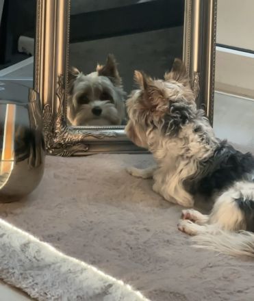 Yorkshire Terrier Deckrüde (kein Verkauf)