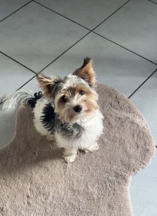 Yorkshire Terrier Deckrüde (kein Verkauf)