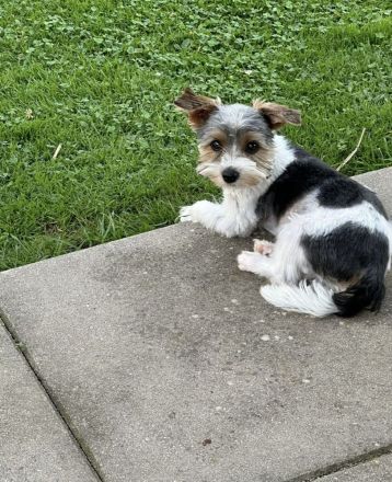 Yorkshire Terrier Deckrüde (kein Verkauf)