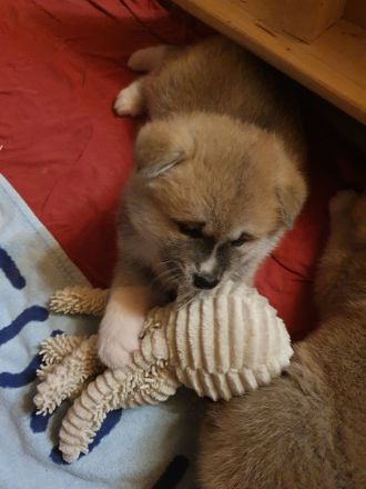 Wunderschöne Akita Inu Welpen