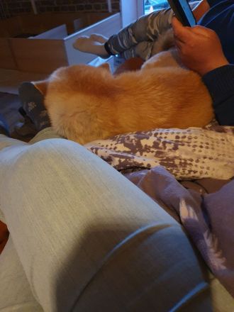 Wunderschöne Akita Inu Welpen