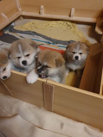 Wunderschöne Akita Inu Welpen