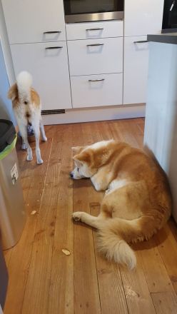 Wunderschöne Akita Inu Welpen