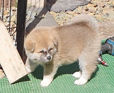 Wunderschöne Akita Inu Welpen
