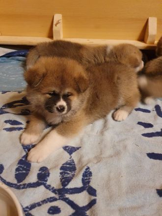 Wunderschöne Akita Inu Welpen