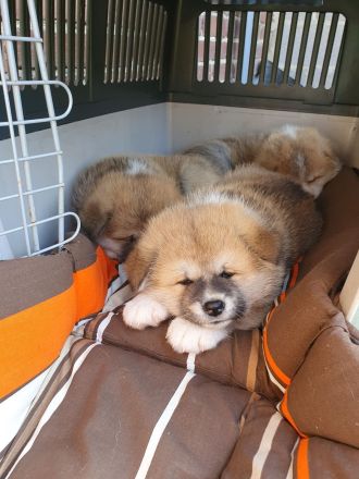 Wunderschöne Akita Inu Welpen
