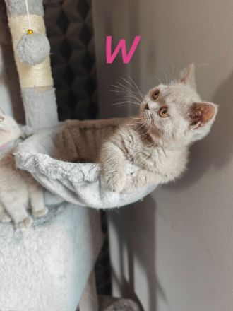 Britisch Kurzhaar  3 Monate! Mit Impfung und Entwurmung!