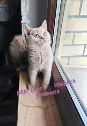 Britisch Kurzhaar  3 Monate! Mit Impfung und Entwurmung!