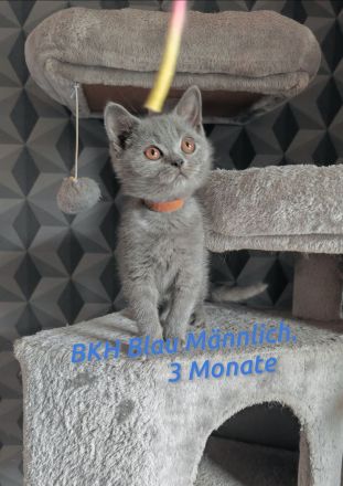 Britisch Kurzhaar  3 Monate! Mit Impfung und Entwurmung!