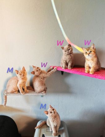 Britisch Kurzhaar  3 Monate! Mit Impfung und Entwurmung!