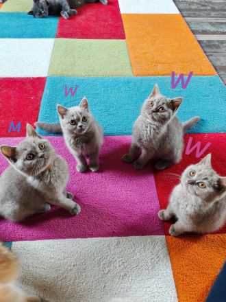 Britisch Kurzhaar  3 Monate! Mit Impfung und Entwurmung!