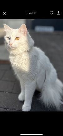 Türkische Angora Katze