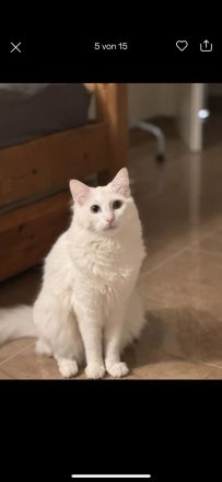 Türkische Angora Katze